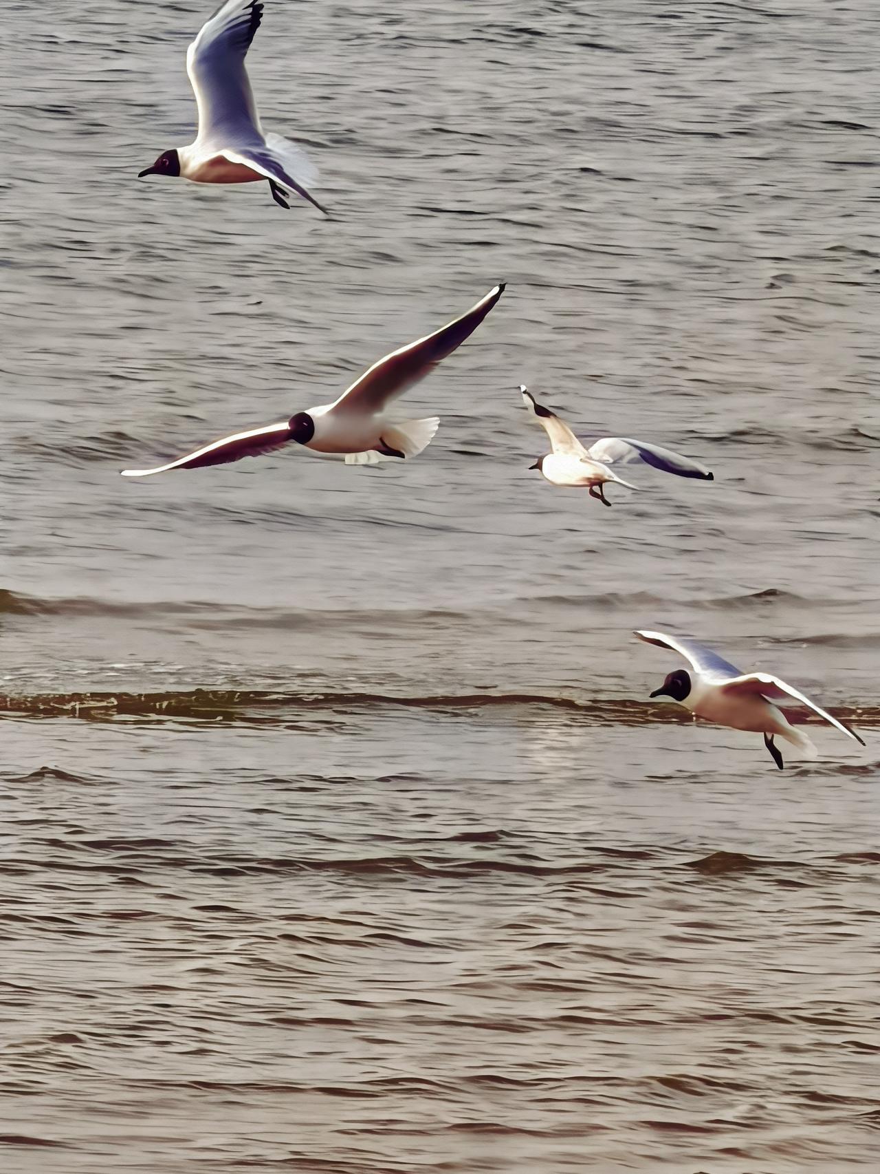 看看你拍的海鸥