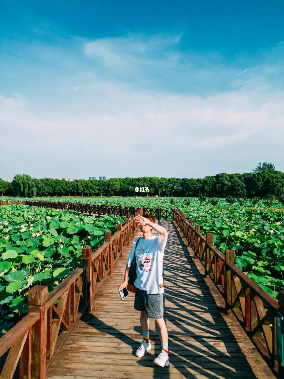 来我家乡玩一天|苏州这片荷花池太震撼了