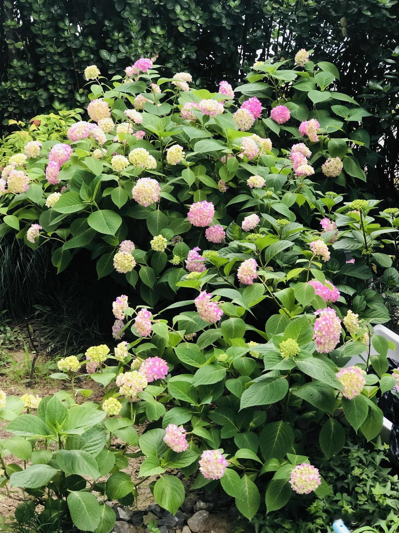出门随手拍下满园春色，绣球花开得正艳，风车茉莉飘香，白色铁线莲清雅，还有杜鹃、酢