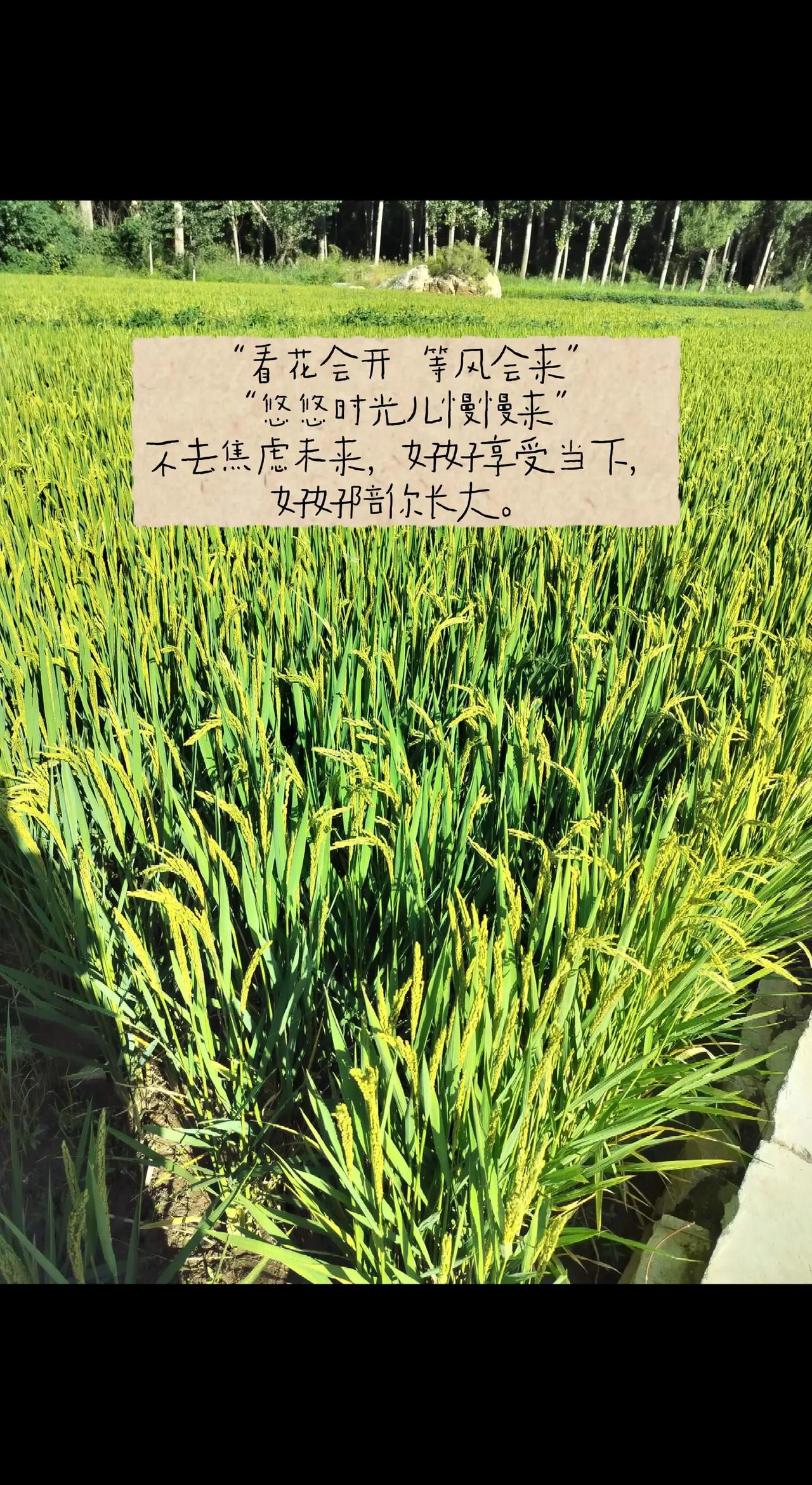 我们这都没有种水稻的