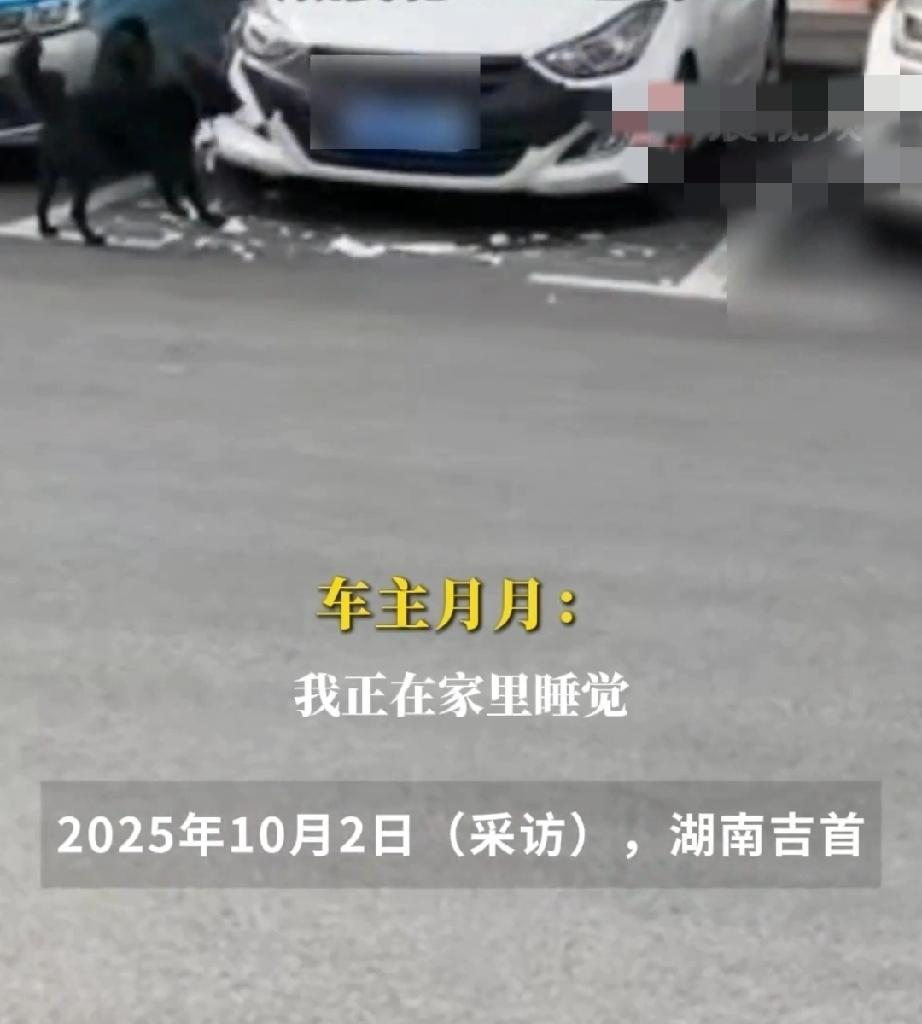 大家公认“二哈”是拆家的专业户，但是还有比“二哈”更厉害的角色，它能拆汽车。
1