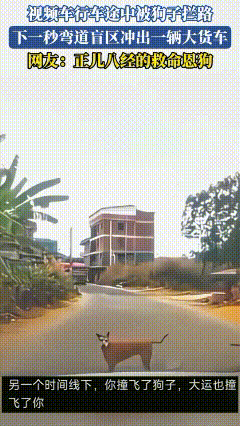 万物皆有灵！一辆车行驶途中被狗狗拦路，下一秒弯道盲区冲出一辆大货车，减慢车速停车