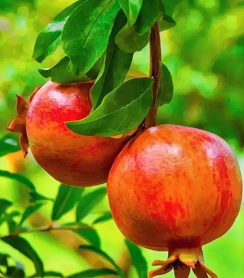 有人说，1993年，一个乞丐路过他家门口，他的妈妈没嫌弃，把刚蒸好的8个热包子全