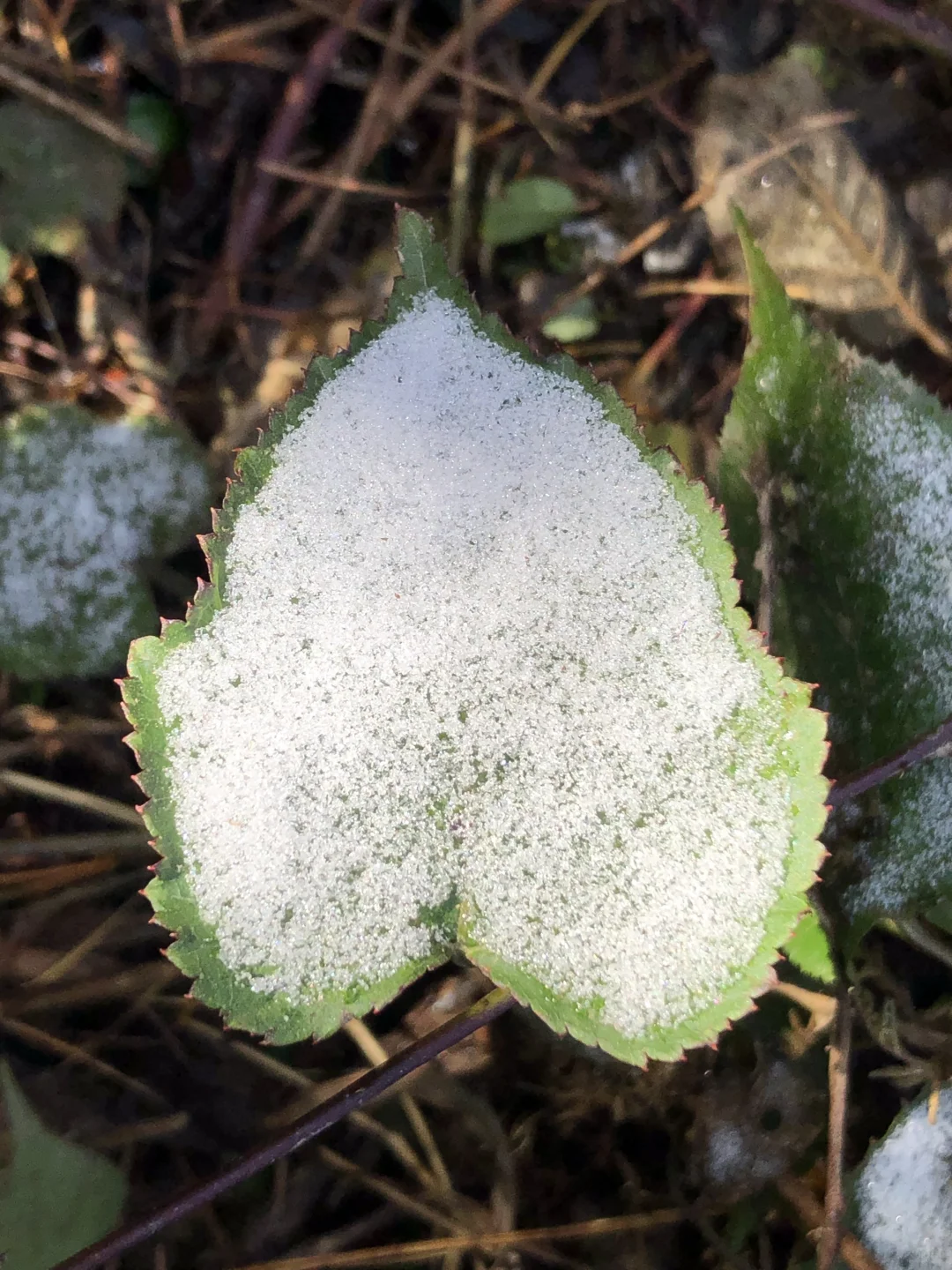 11月25日，四川广元的漫天岭下雪啦！何家山风电厂，雪后的秋色更加浓郁...