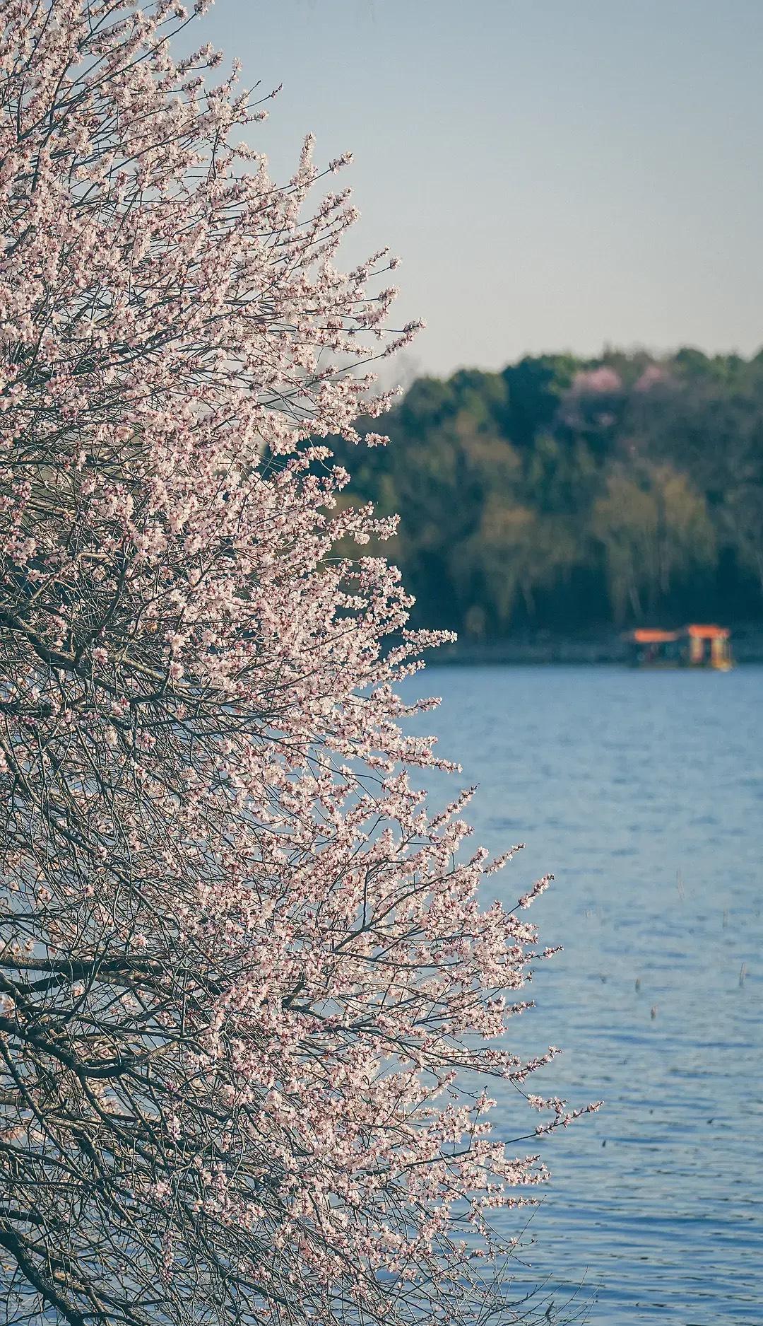 人生已经过半，才悟到的：

1、没实力的人，在哪里都只能被人欺负，哪怕是在家里。