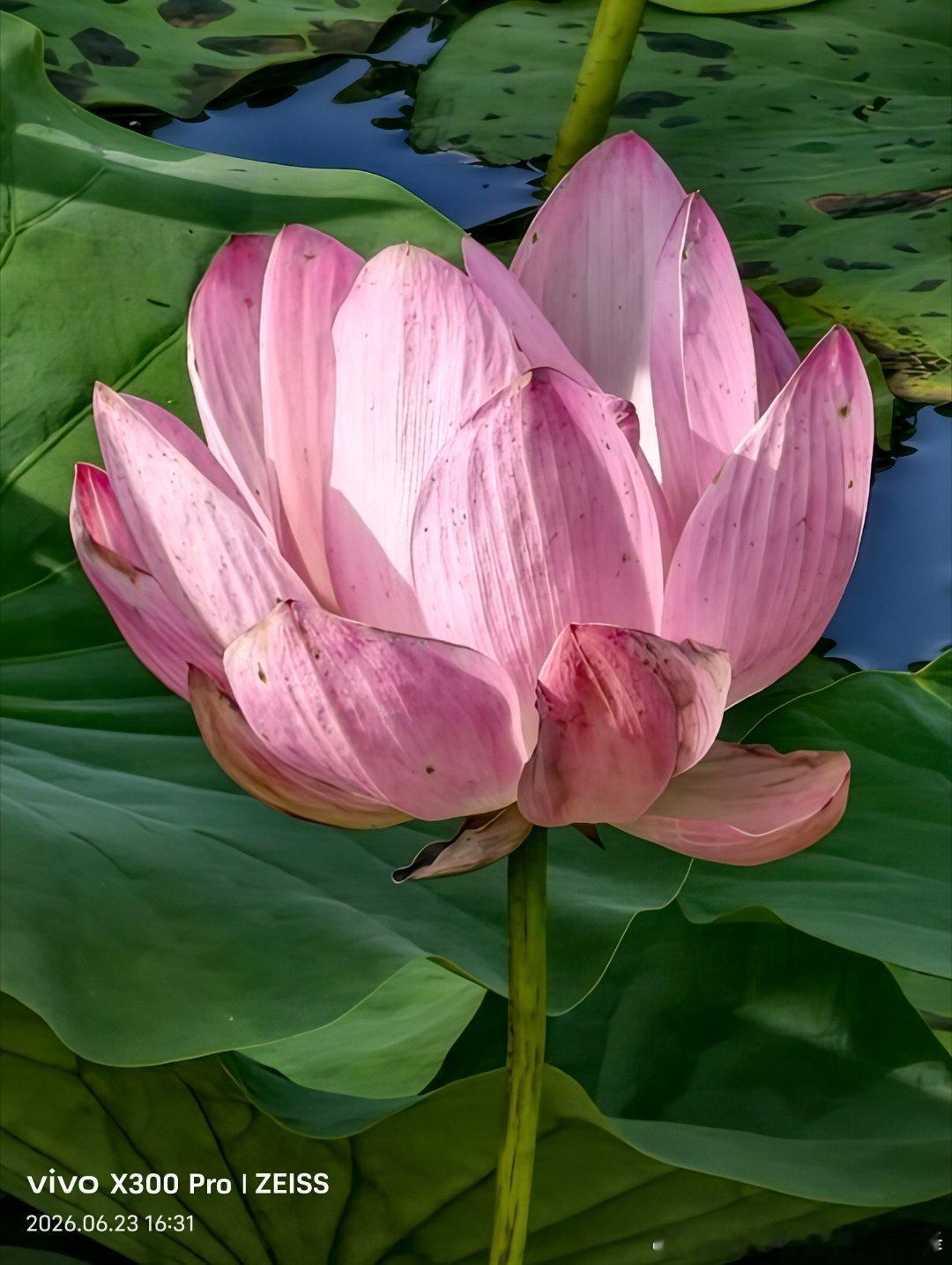 仲夏林泉湿地公园，薄雾氤氲，荷花次第盛放，一池温柔度盛夏。 威海·嘉和花园