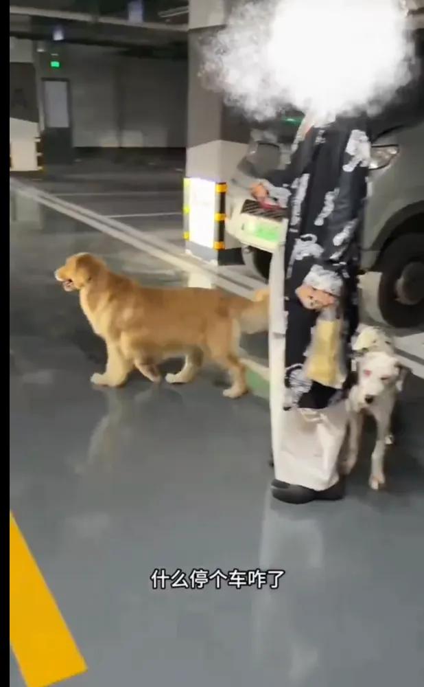 “简直是新时代率兽食人！”四川，一女子抱着几个月大的婴儿回家的时候，一只未佩戴牵