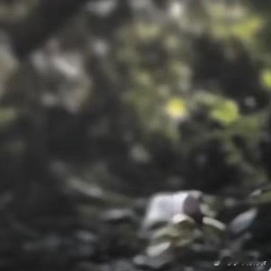 0000山茶花的种植方法：1. 选苗与土壤：选择健康、无病虫害的山茶花苗木，土壤