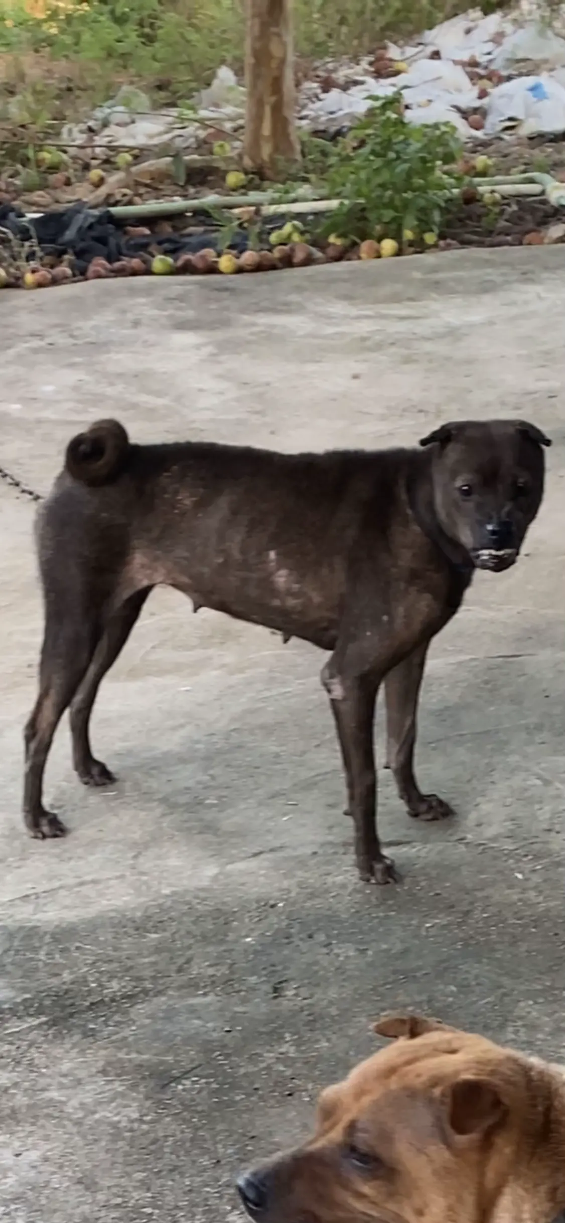 少女已混成少妇