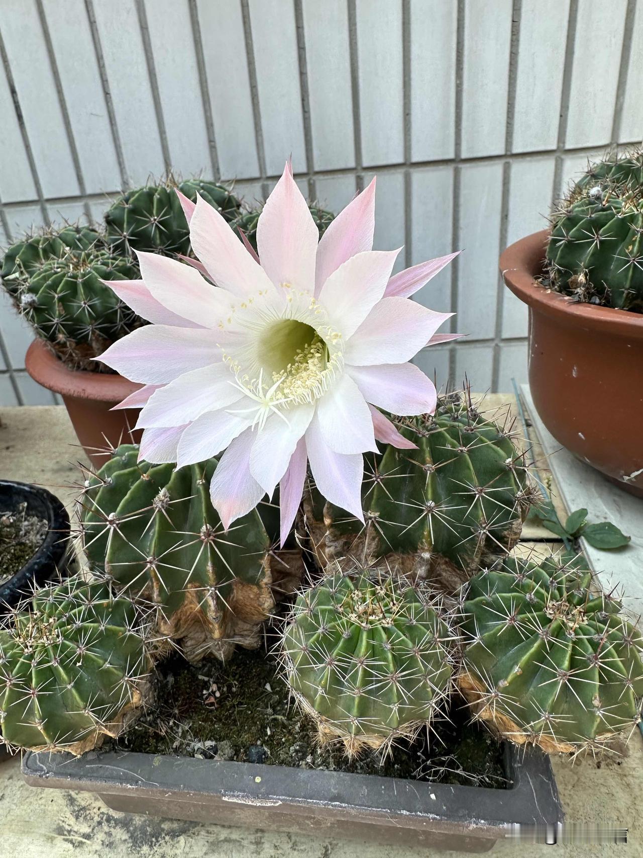粉嫩花朵绽放，仙人球守护左右，自然之美尽收眼底。🌺🌵