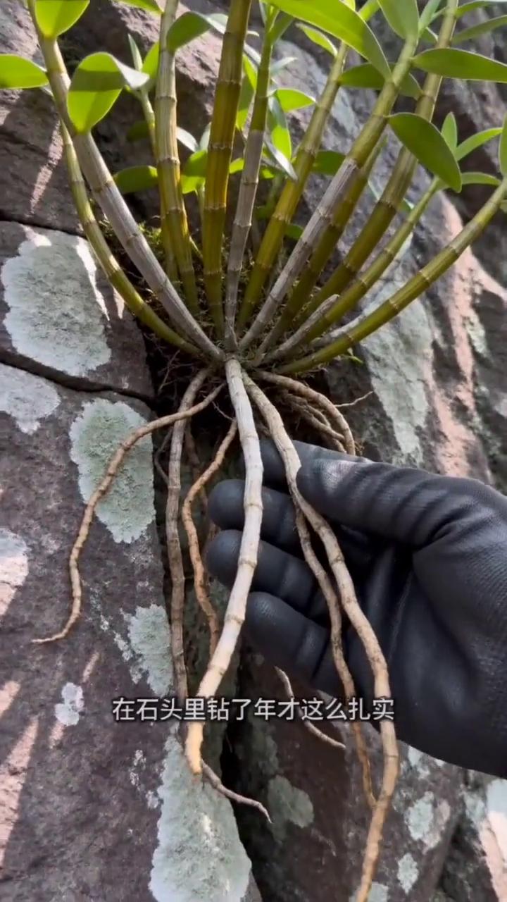 别以为石斛都长土里，看这岩石缝里长出来的，这才是正宗铁皮石斛。你看这根，在石头里