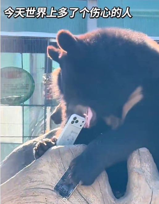 熊 这辈子吃的最贵的苹果 对不起了哈哈哈哈，赛博苹果也是苹果好吧！就是有点费牙口
