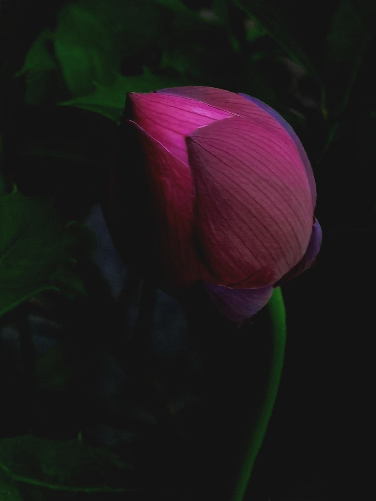 一组荷花图