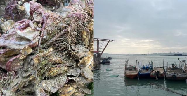 日本广岛养殖牡蛎大规模死亡,原因不明

据共同社11月20日报道，日本广岛县养殖