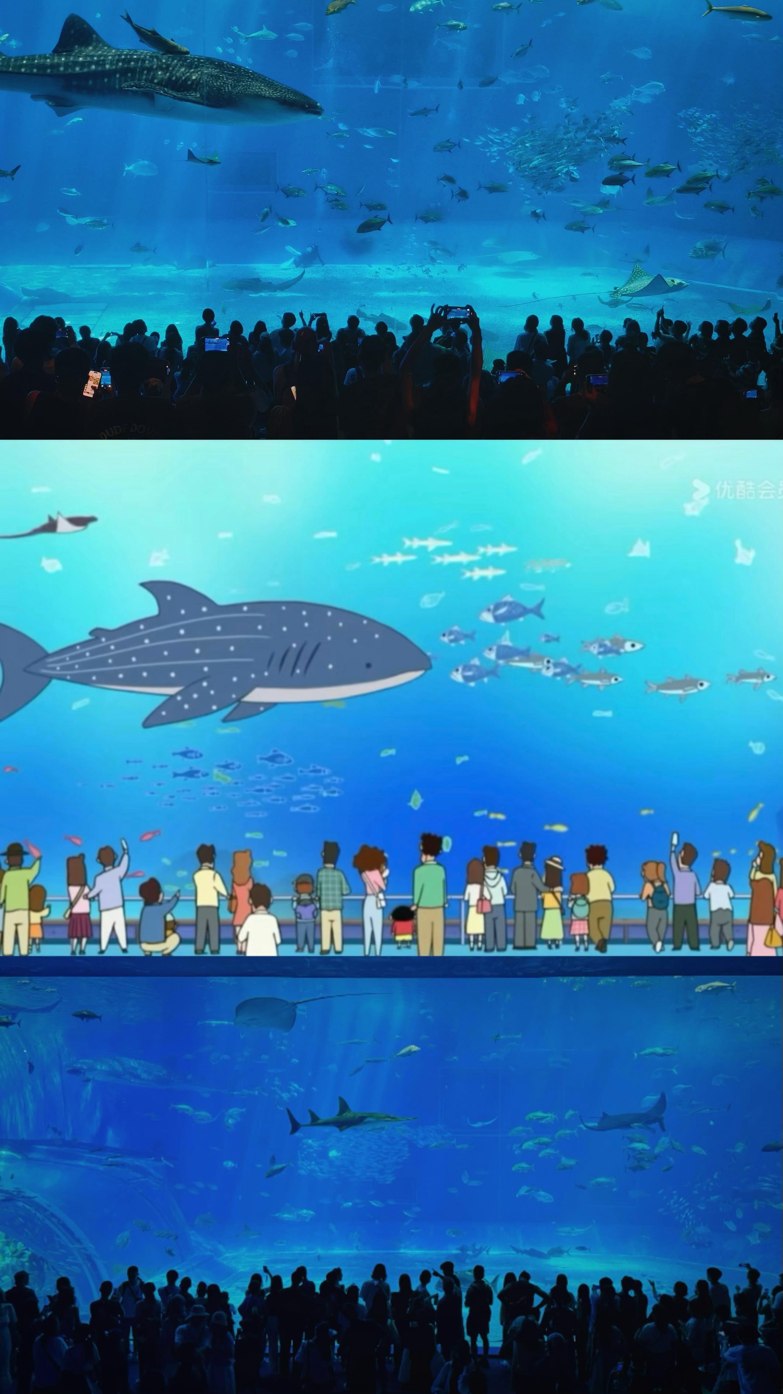 🐳“小葵 你看 有鱼鱼哦”🦈蜡笔小新同款水族馆 安排！  ​​​