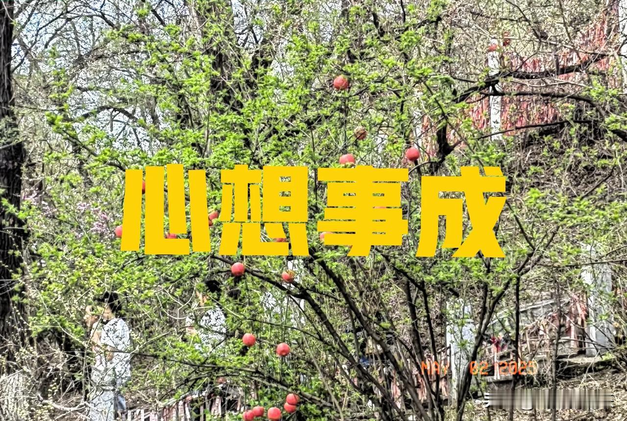今天去吉林北山了

       十多年没去吉林北山了，因女儿从上海回来，她突然
