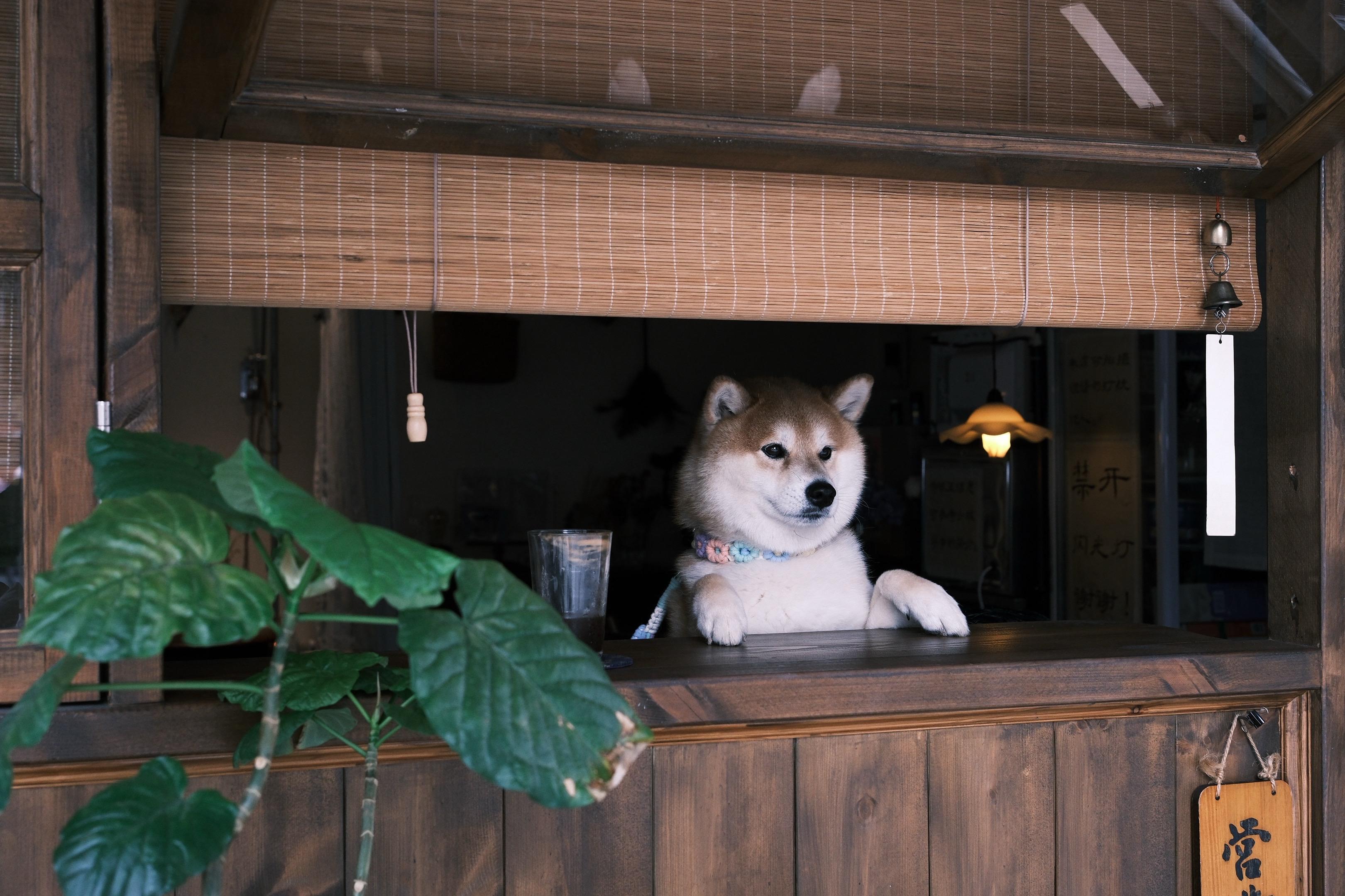 路过了17个人，8只狗，3台单车。0人say hi萌宠