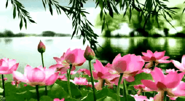 上联：风起荷塘香醉客
下联：下联请友友们对？
微头条
上联：风起荷塘香醉客
下联