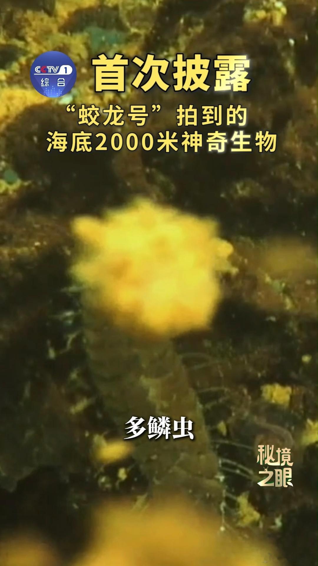蛟龙号在海底2000米看到了啥 当蛟龙号深潜至2000米深海，灯光刺破无边黑暗，