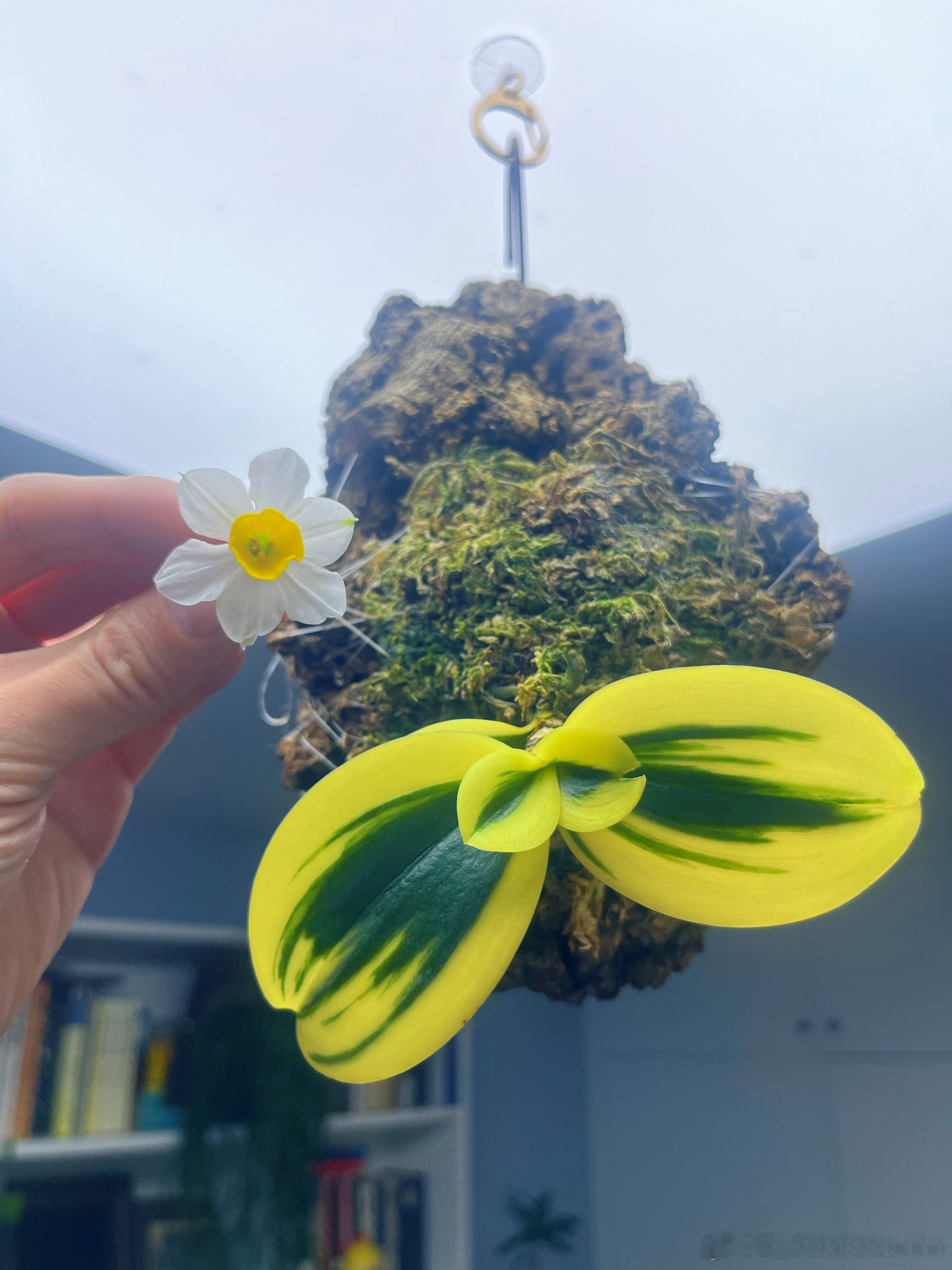 看了一天脏东西需要洗洗眼，给大家看看我新买的金边球兰叶子金灿灿圆嘟嘟的真的好可爱