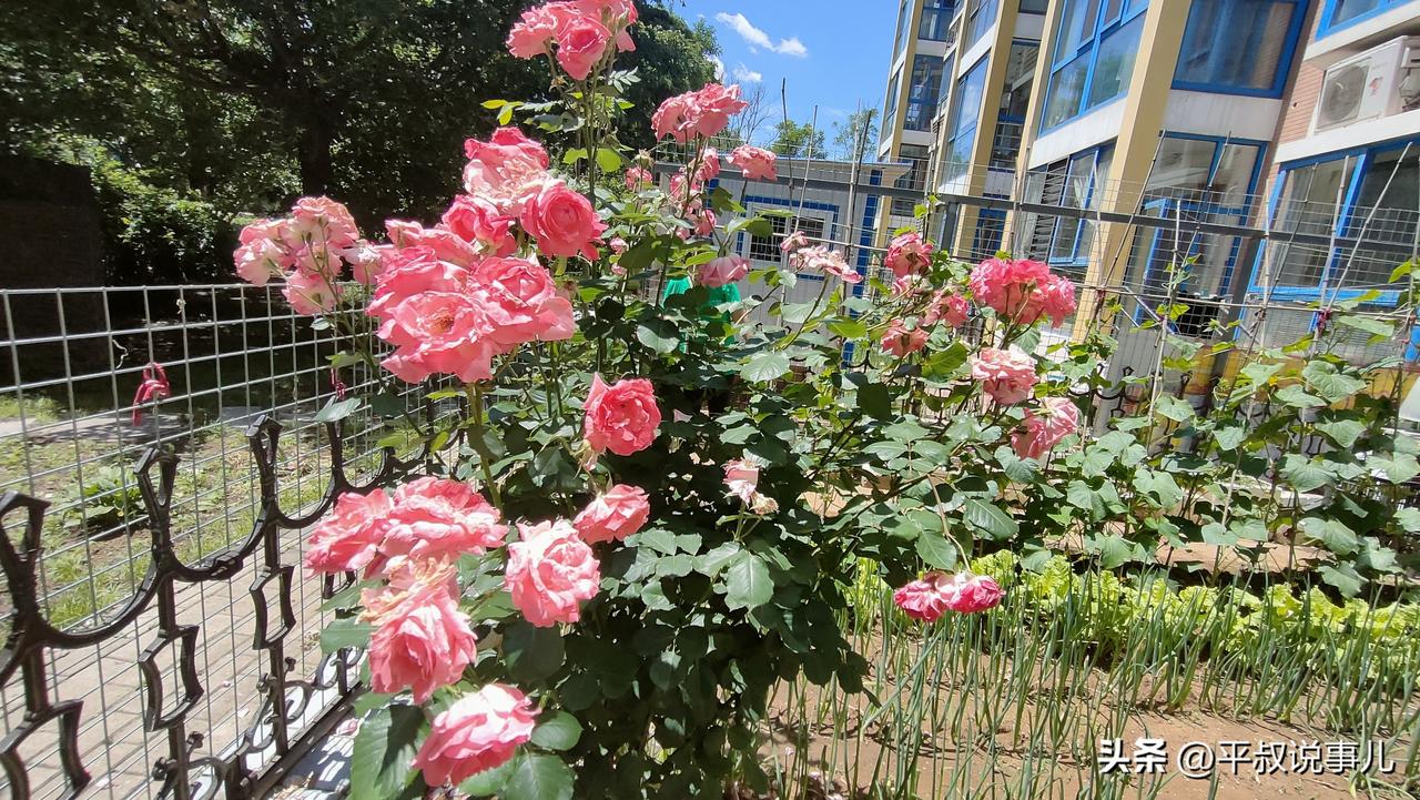 分享一张拍摄的花这是我老爸家院子里花和室内养的花。