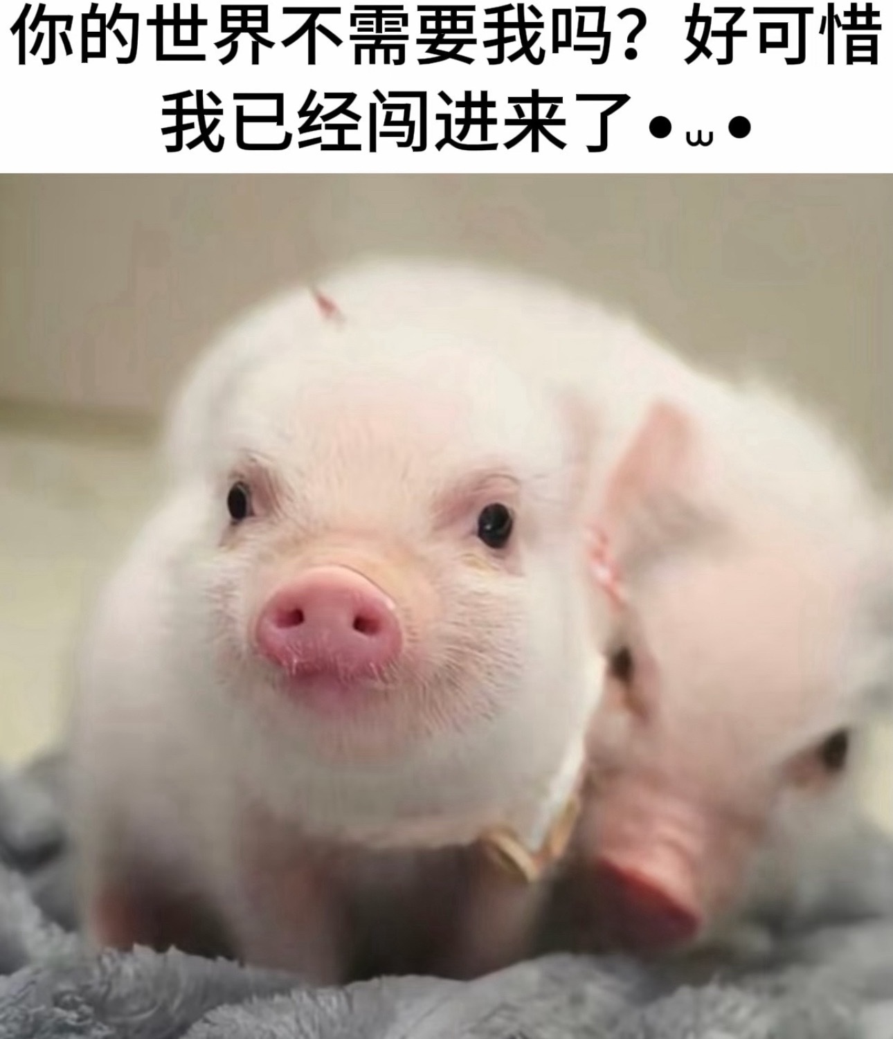 1.回信息很慢说明是猪，因为猪的手不好打字2.回信息很敷衍说明是猪，因为猪很笨不