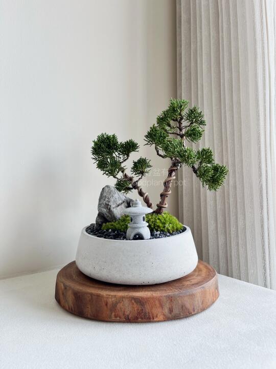 【SOLD】纪州真柏盆景