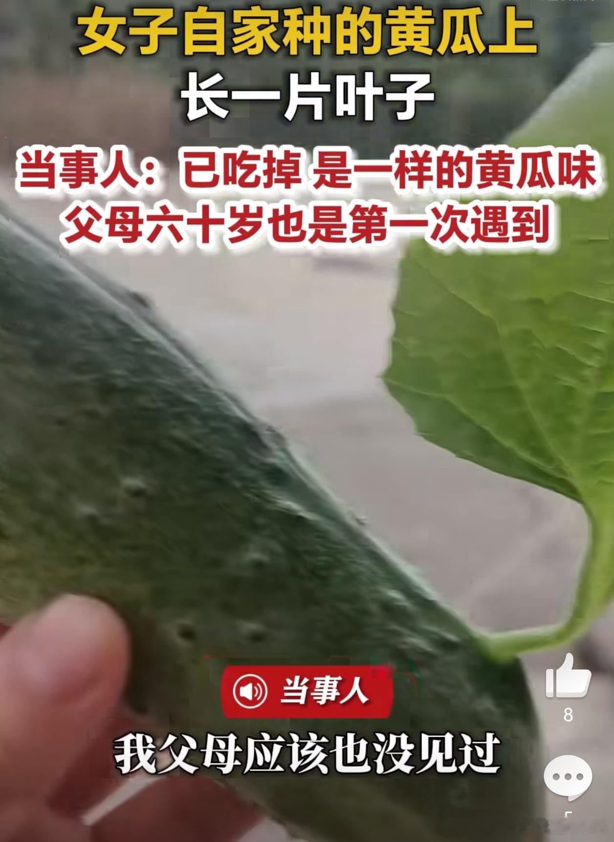 黄瓜上居然长出一片绿叶，实在少见！！网友最关心的是：这种黄瓜还能吃吗？要是自家露
