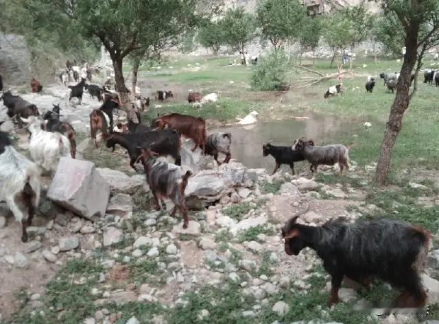 核心结论
 
法院判决保险公司全额赔偿99290元，其“扣减50%残值”的主张不