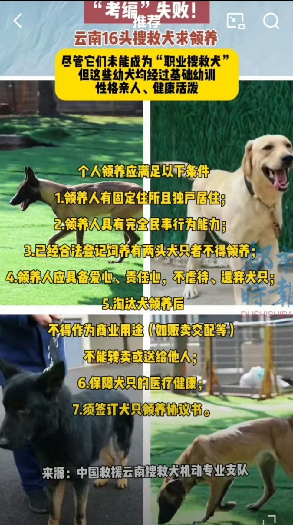 云南16只搜救犬考编失败求领养虽然考编失败了，但是普通人想要领养还是有点难度的，