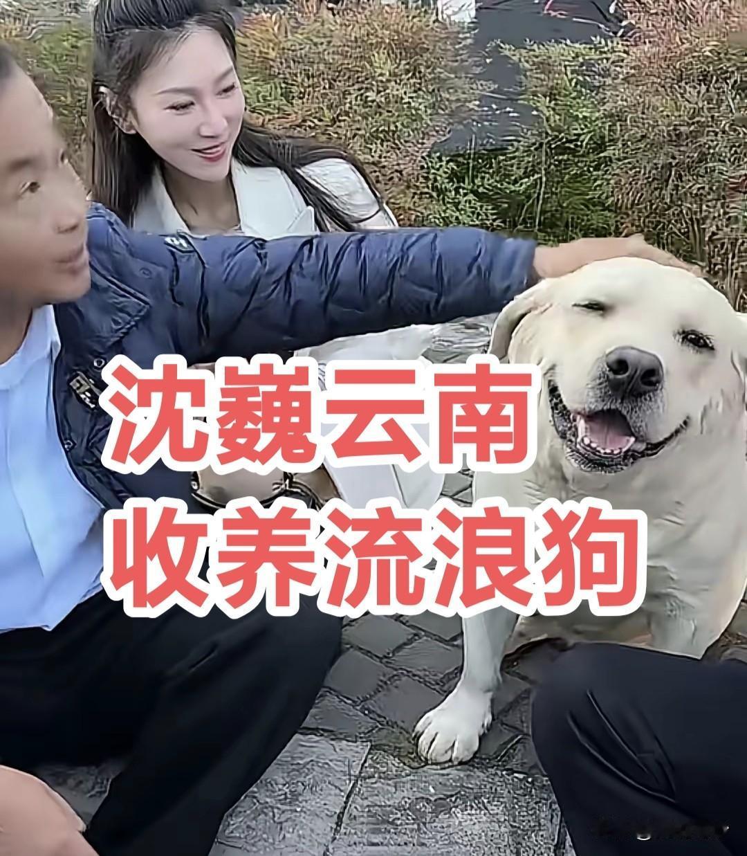 沈巍团队这是在虚假炒作吗？沈巍云南偶遇流浪狗，暖心收养带回上海。
 
12月16