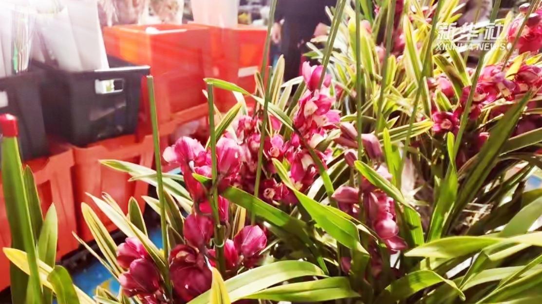 🔥从一株剑兰到亚洲花都！昆明斗南的传奇太震撼。谁能想到，亚洲花都斗南的传奇，始