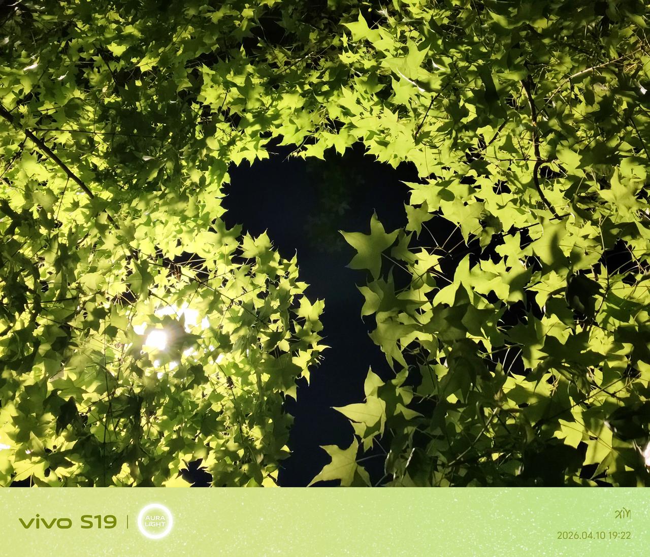 抬头撞见满树温柔，阳光穿过层层叠叠的五角枫叶，在叶尖镀上一层透亮的金边。深绿与浅