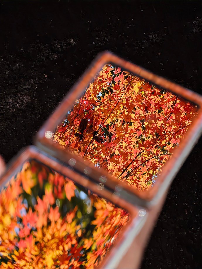枫叶🍁 ​​​