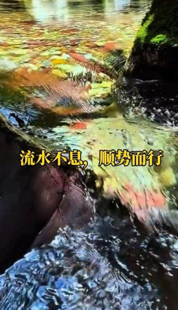 流水不息，顺势而行｜静听溪声，心安自在

潺潺清泉缓缓流淌，流水不息，寓意顺势前