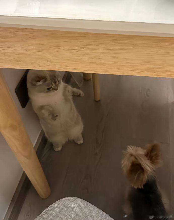 肖战给周奇的猫和张婧仪的狗劝架肖战劝架张婧仪的狗周奇的猫藏海传播放指数90.78