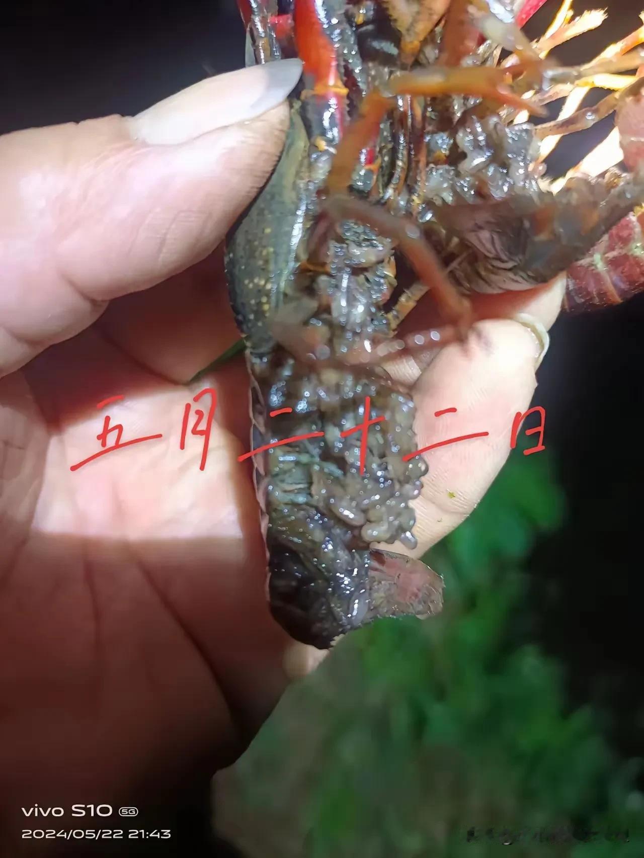 小龙虾原来是这么产卵的，没想到这个产量这么大，怪不得现在的小龙虾这么便宜，多看两