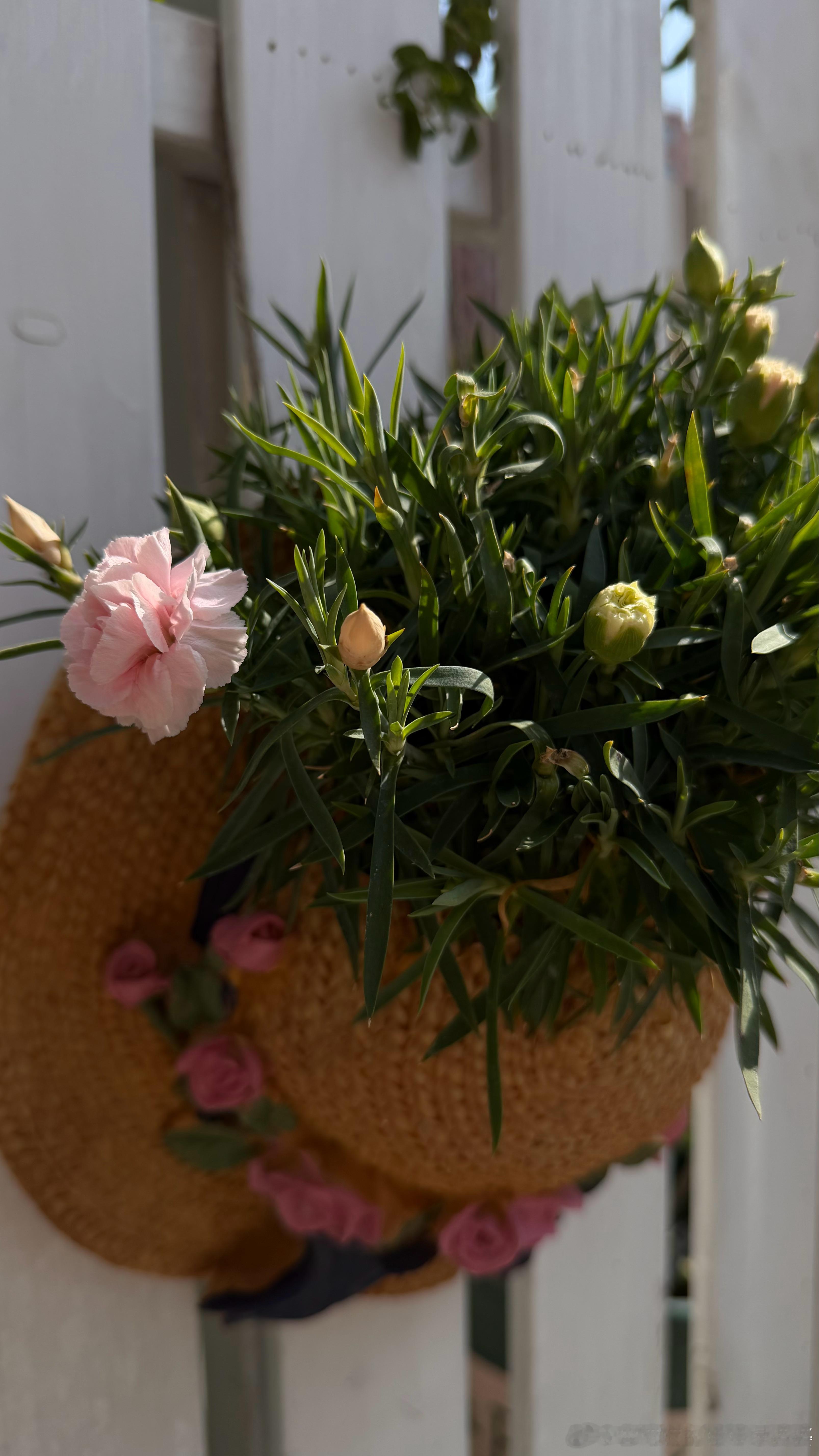 有点春意了。今年水仙开的极好。主要还是因为改变了思路，把水仙放到户外了。之前都放