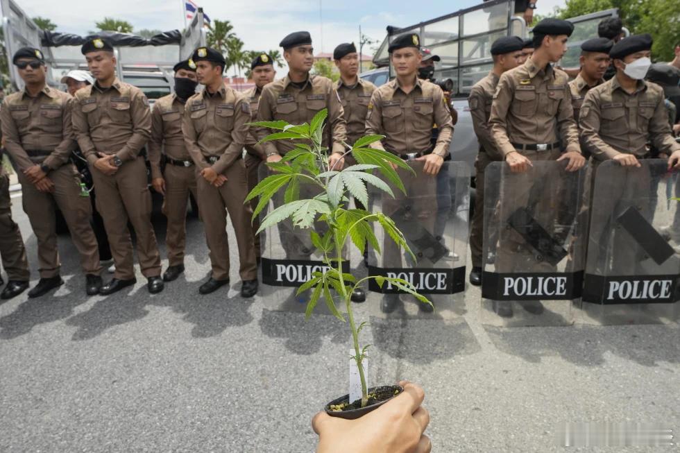 【游客走私大麻案件激增，泰国誓言加强对大麻的管控】（美联社）——泰国官员周三表示
