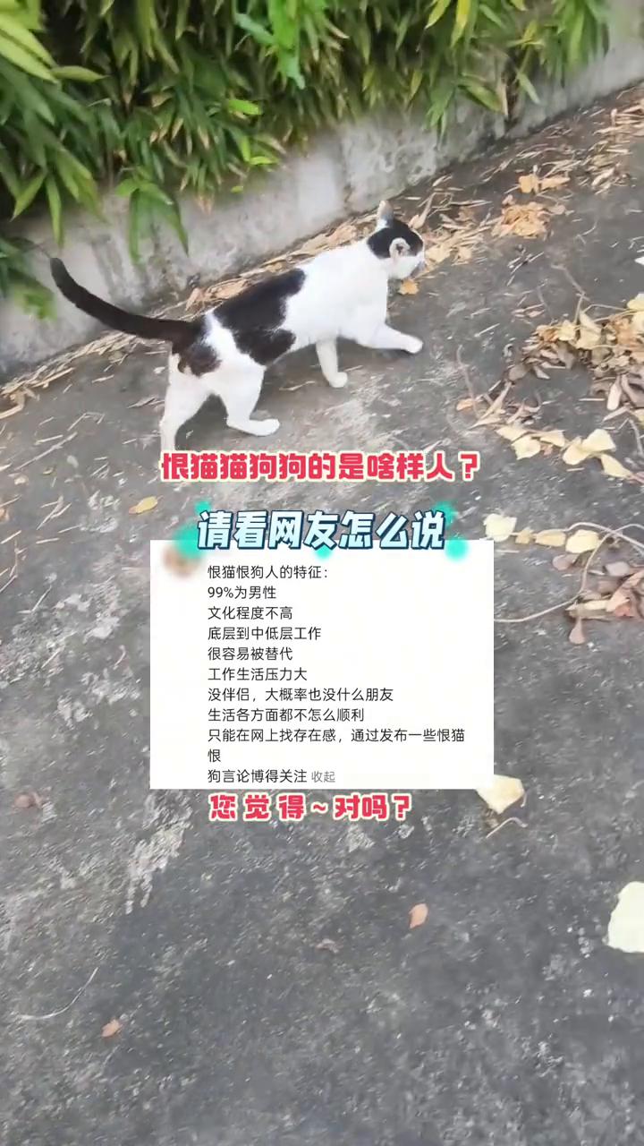 恨猫猫狗狗的是什么样人？请看网友怎么说。
恨猫恨狗人的特征：99%为男性，文化程