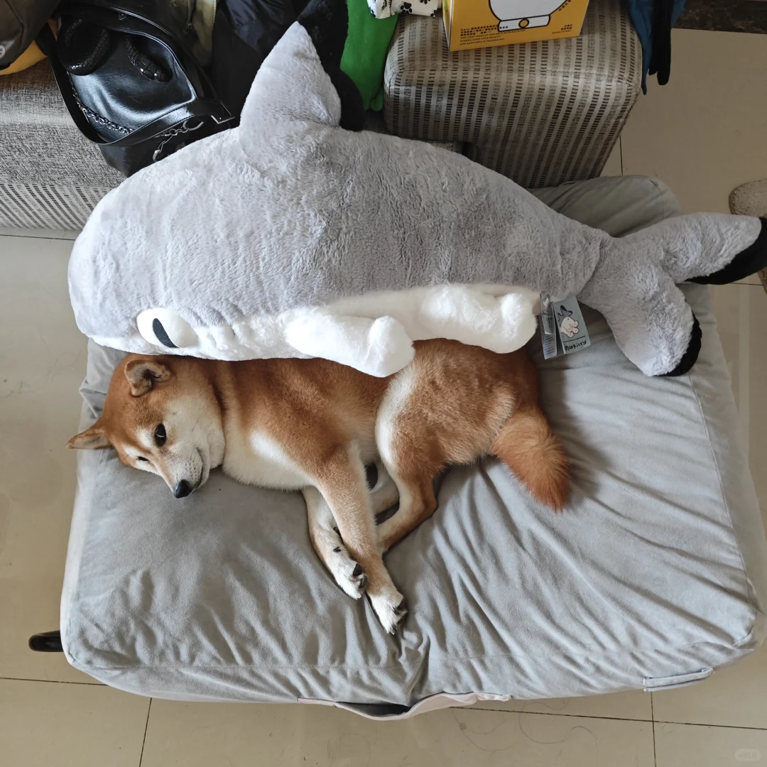 比自己还大的玩具