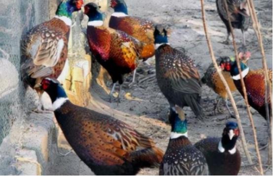 东北野鸡泛滥成灾，为何很少有人吃？当地农民直言：“别说吃了，我们甚至都不敢招惹它