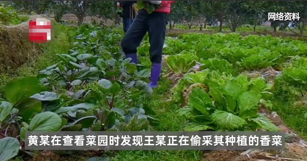 重庆永川，一女子发现自己家菜园子进了贼，就拿起棍棒抓贼，不曾想，偷菜贼逃跑过程中