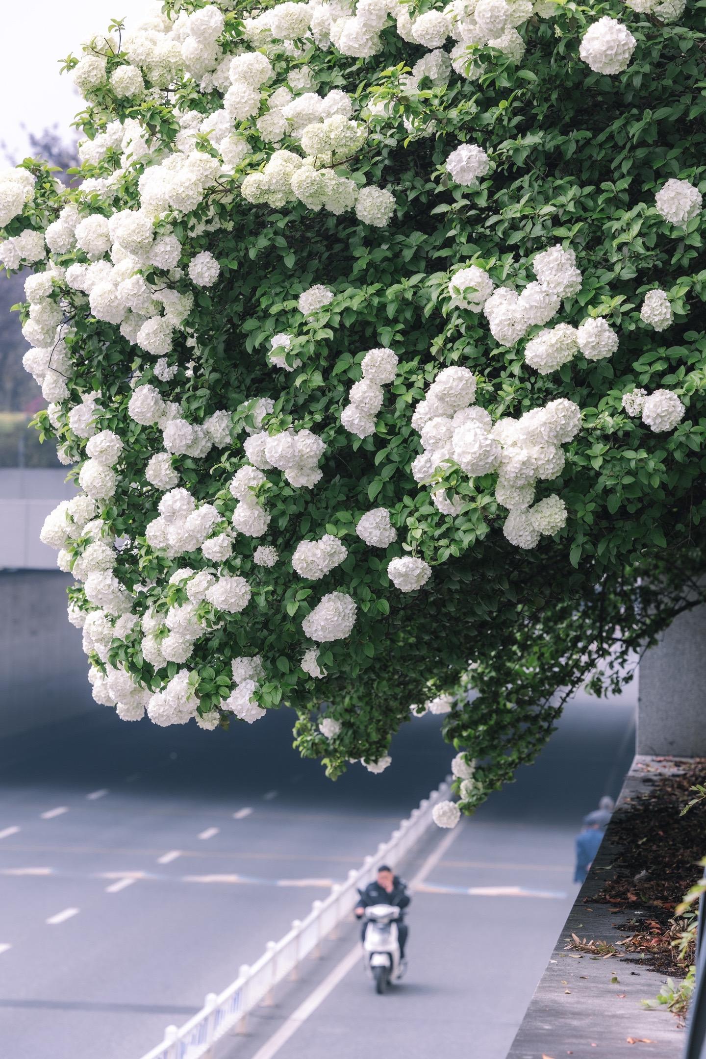 赏花攻略 | 4月杭州的顶流一定是绣球花。马上4月份了
说到杭州顶流，那必然是绣球花了
下面分享几个个人认为绣球花最佳赏花地
喜欢的朋友一定不要错过
·
🌸花期：4月上旬
·
1️⃣湘湖（图2、3、5、10）
直接导航“大黄鸭乐园”，这里有大片的绣球花，步行往玛雅岛上走，路上也有很多绣球花，很适合郊游拍照
·
2️⃣CBD公园（图1、4、7）
每年开得最盛的地方就在钓鱼台酒店的对面，这里的绣球花景美人少，非常适合打卡拍照
·
3️⃣西溪湿地（图8）
从周家村入口进入，这里的绣球花每年都会开得很漂亮，也可以考虑带上无人机拍摄
·
4️⃣城北体育公园（图6、9）
从东北进入，在3号足球场旁。这里是一个小众拍摄点，人也不多，距离近的朋友可以去