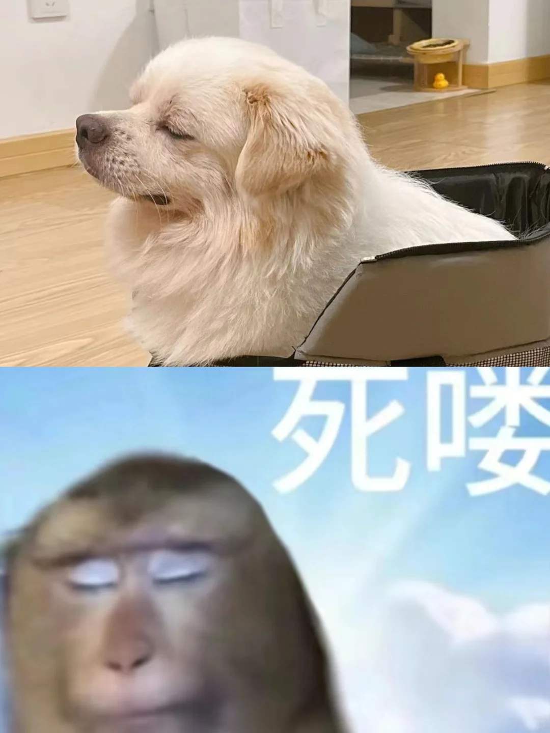 养了一只狗喽