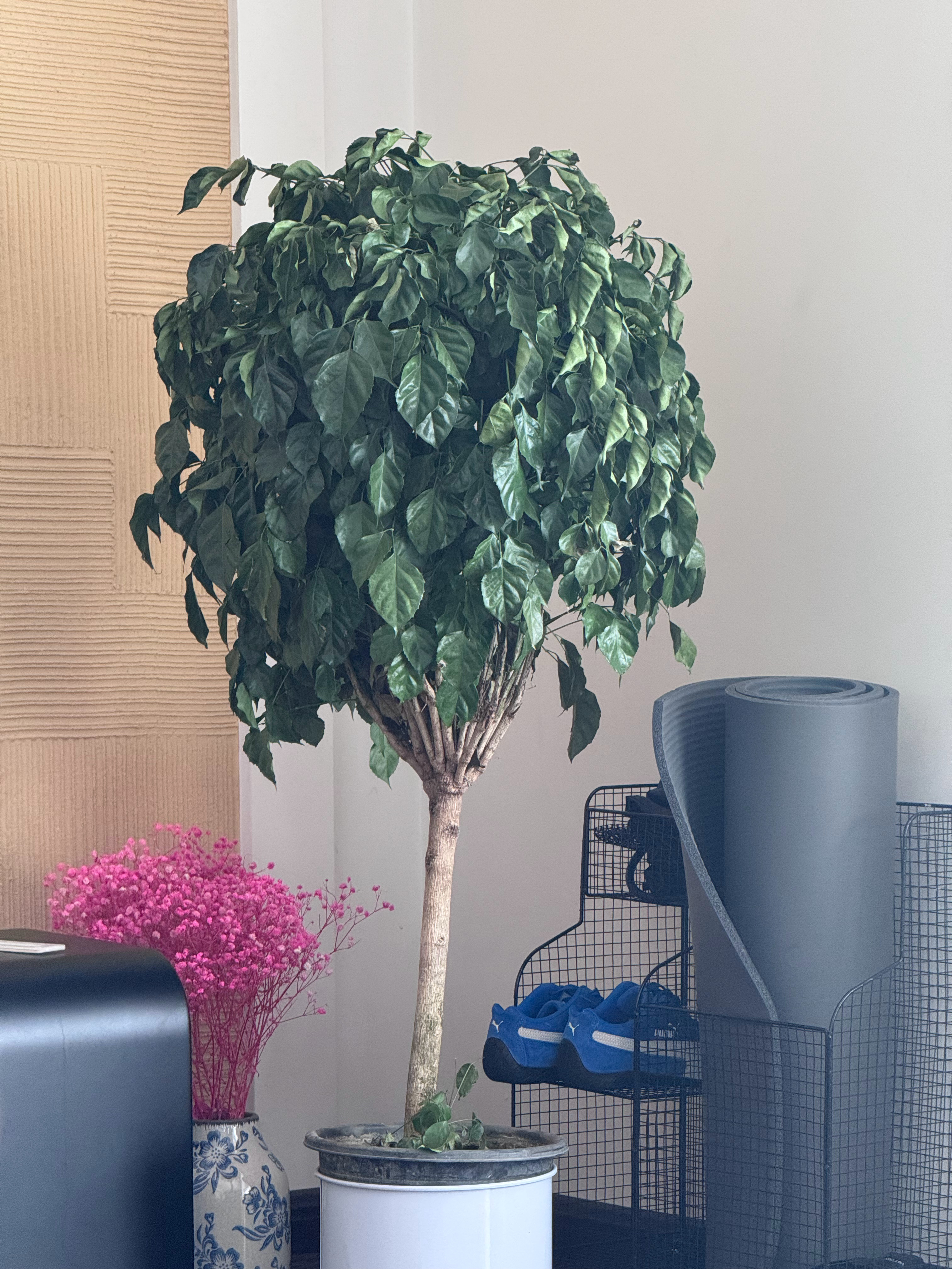 因为要出差几天，出门前给幸福树浇了不少水，回来发现树蔫了，趁丈母娘还没发现，有没