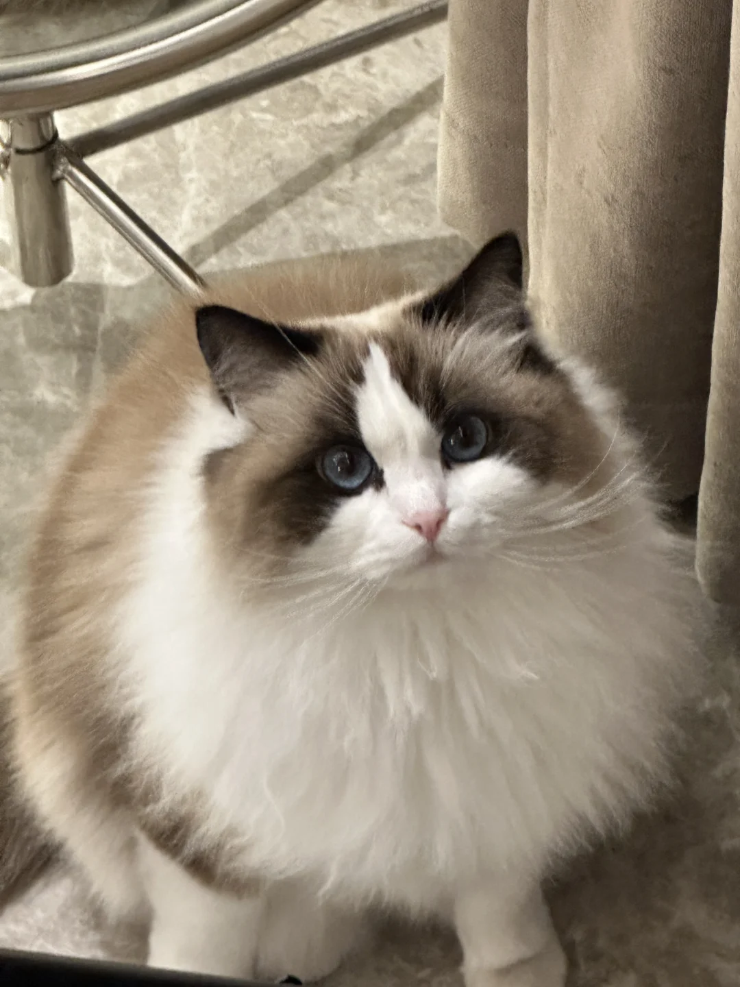 你家猫有这么可爱吗？！🐱