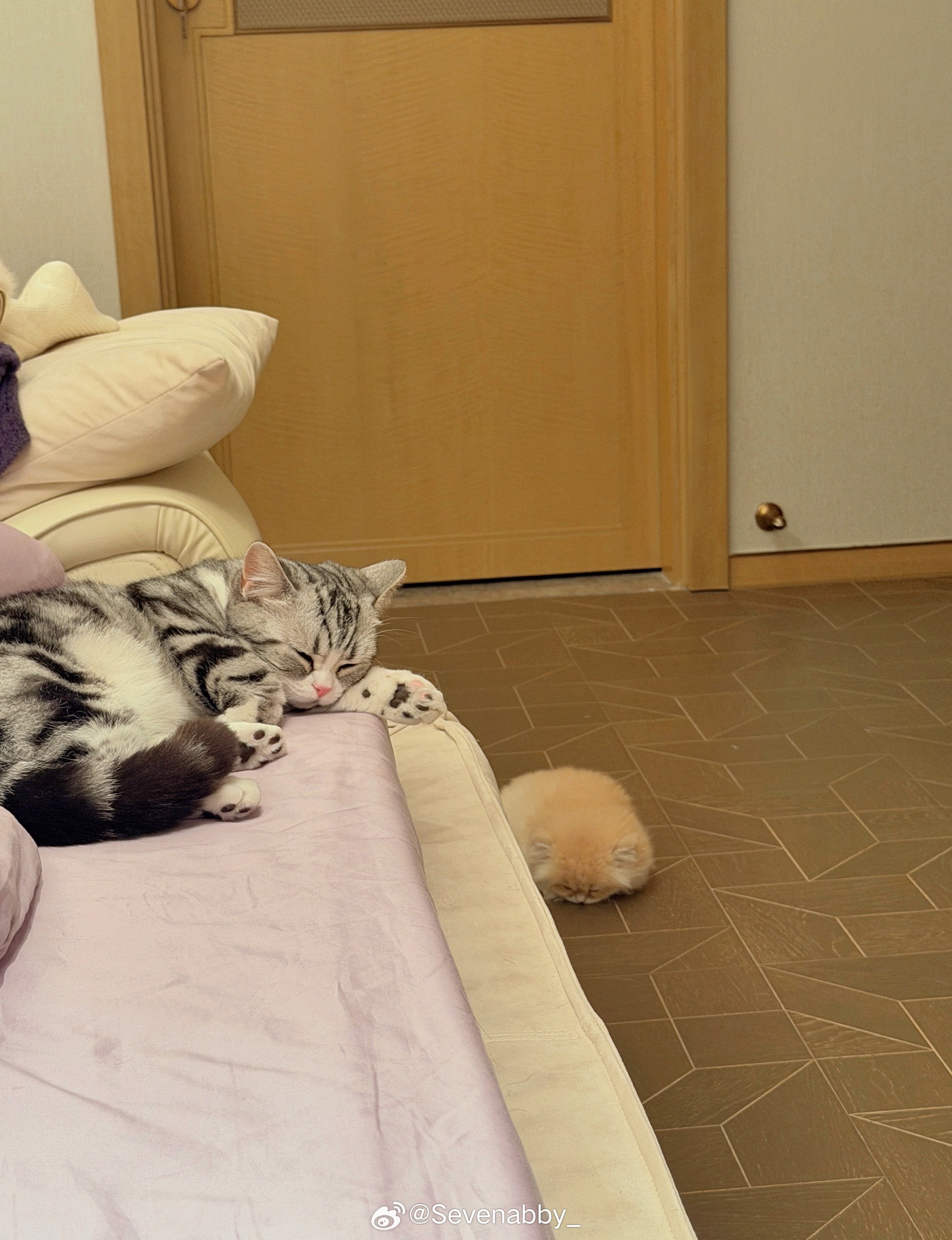 🐱🐶无限热爱新的一日Sevenabby萌宠的日常萌宠