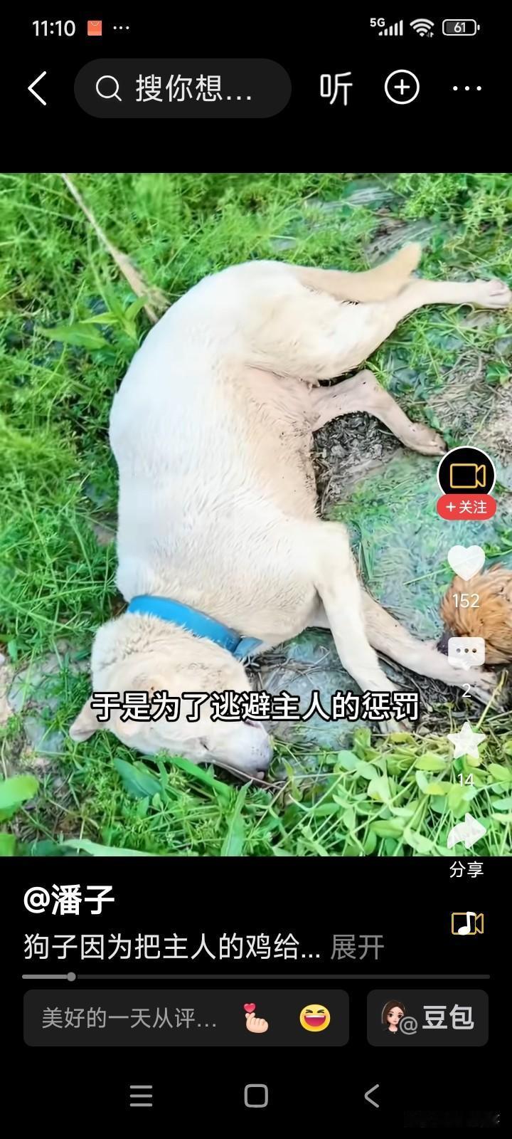 一只狗把家里的一只母鸡咬死了。
狗见主人回家，怕被主人怪罪，立刻躺在地上装死。