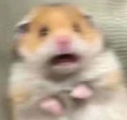 松树在石头缝里活了1000年一千年，足够朝代更迭、山河变色。这棵松树什么都没说，